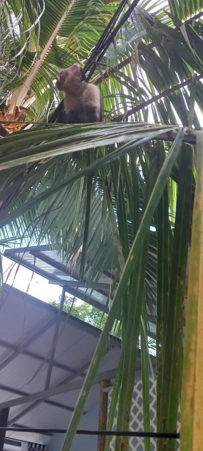 Villa Casa Katharina Cahuita Esterno foto
